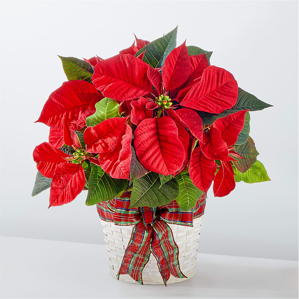 Happiest Holidays Poinsettia – Bloom Boutique Ny, Lake Grove NY
