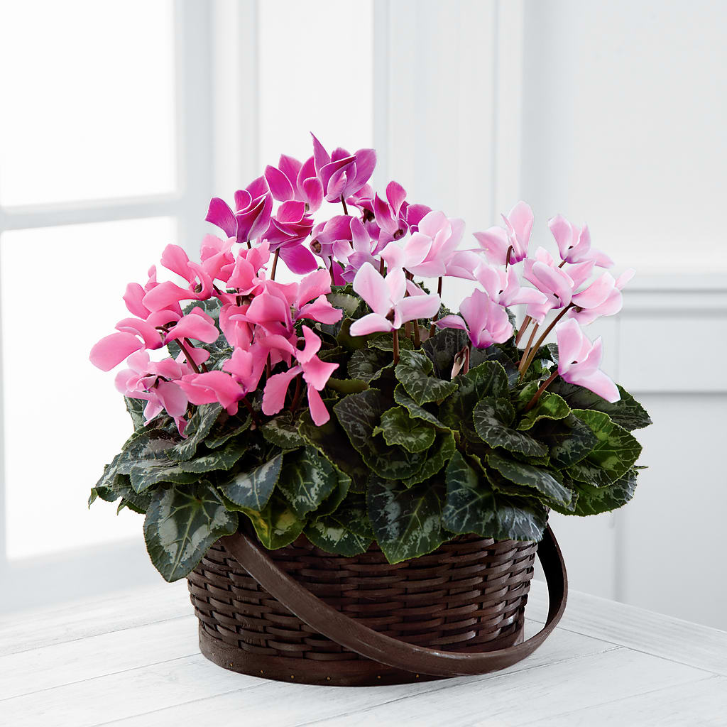 Mixed Cyclamen Planter – Bloom Boutique Ny, Lake Grove NY