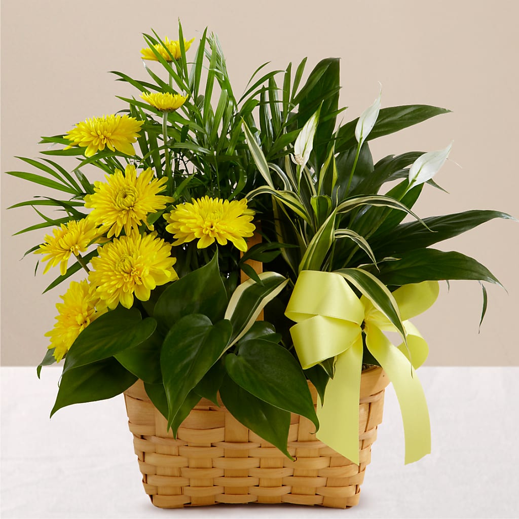 Loving Light Dishgarden – Bloom Boutique Ny, Lake Grove NY