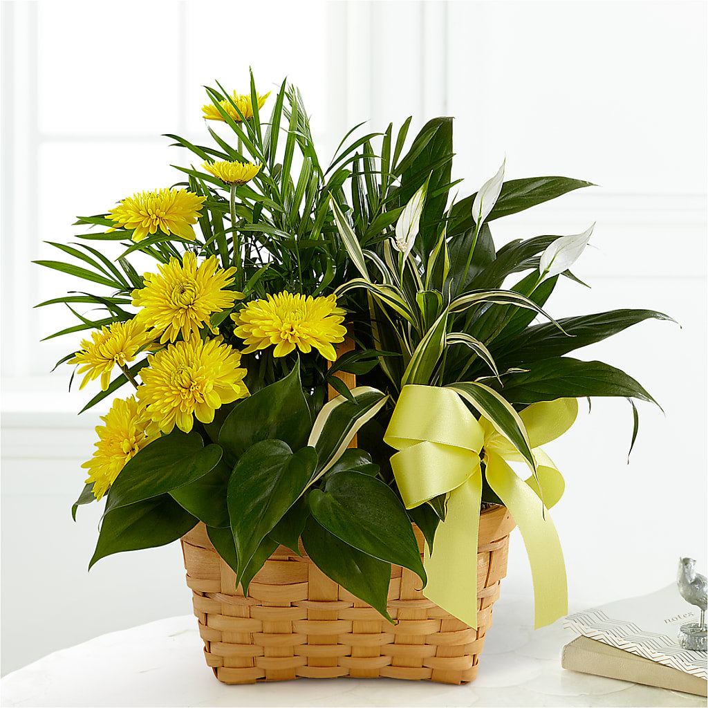 Loving Light Dishgarden – Bloom Boutique Ny, Lake Grove NY
