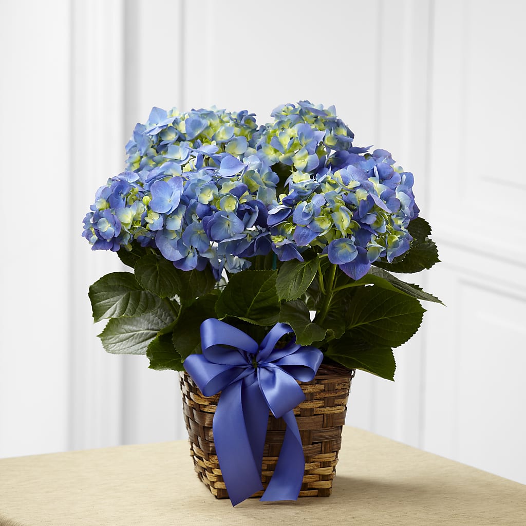 Blue Hydrangea Planter – Bloom Boutique Ny, Lake Grove NY
