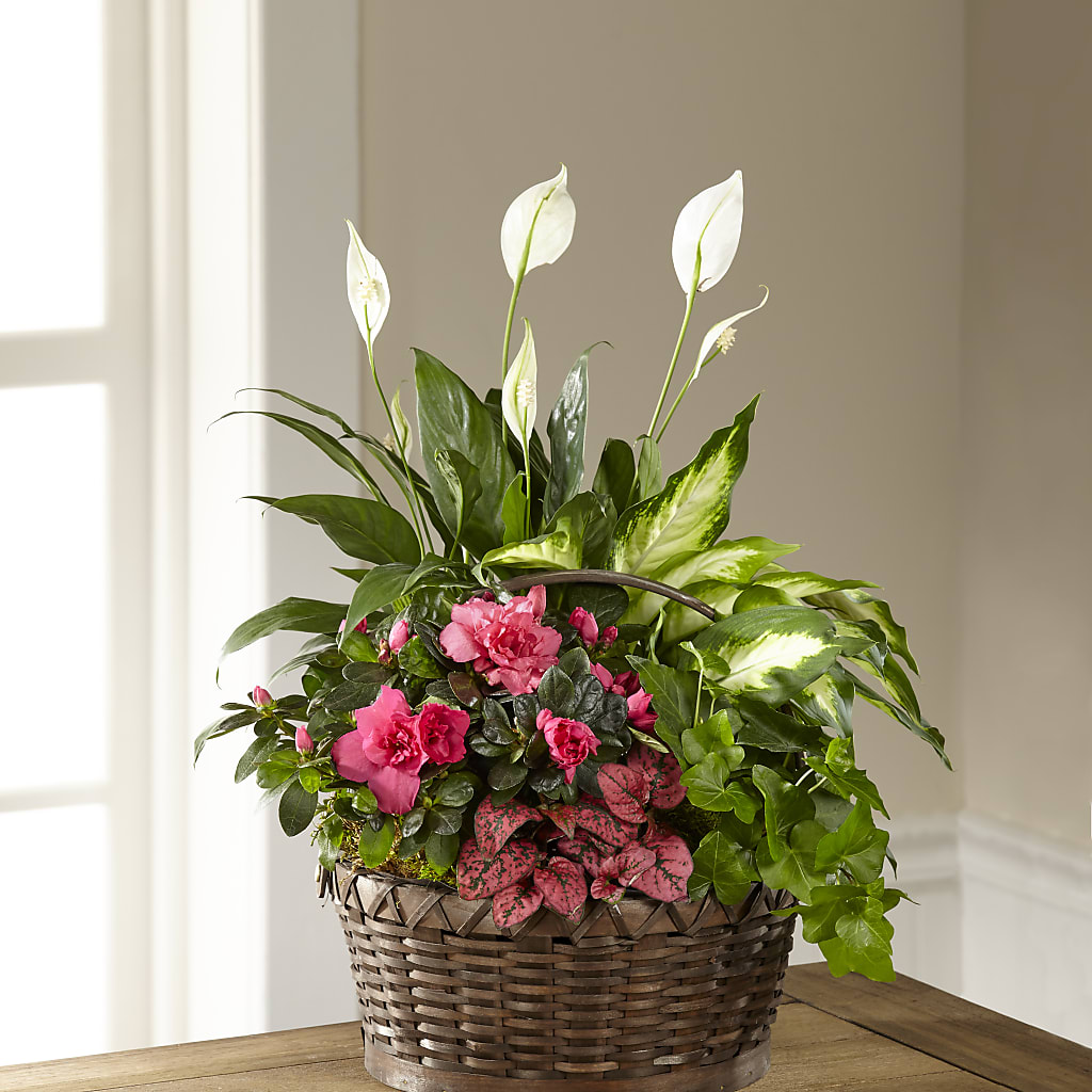 Dream in Pink Dishgarden – Bloom Boutique Ny, Lake Grove NY