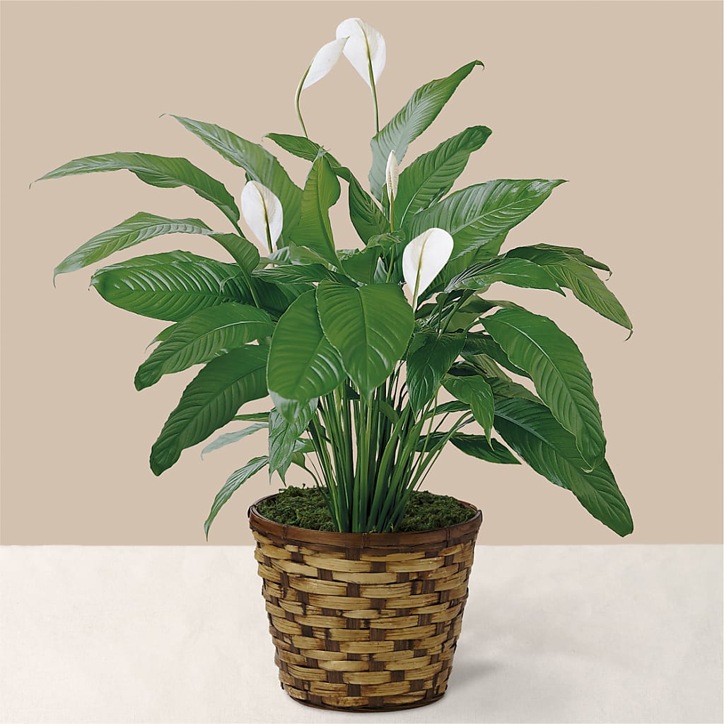 Tranquil Moments Peace Lily Plant – Bloom Boutique Ny, Lake Grove NY