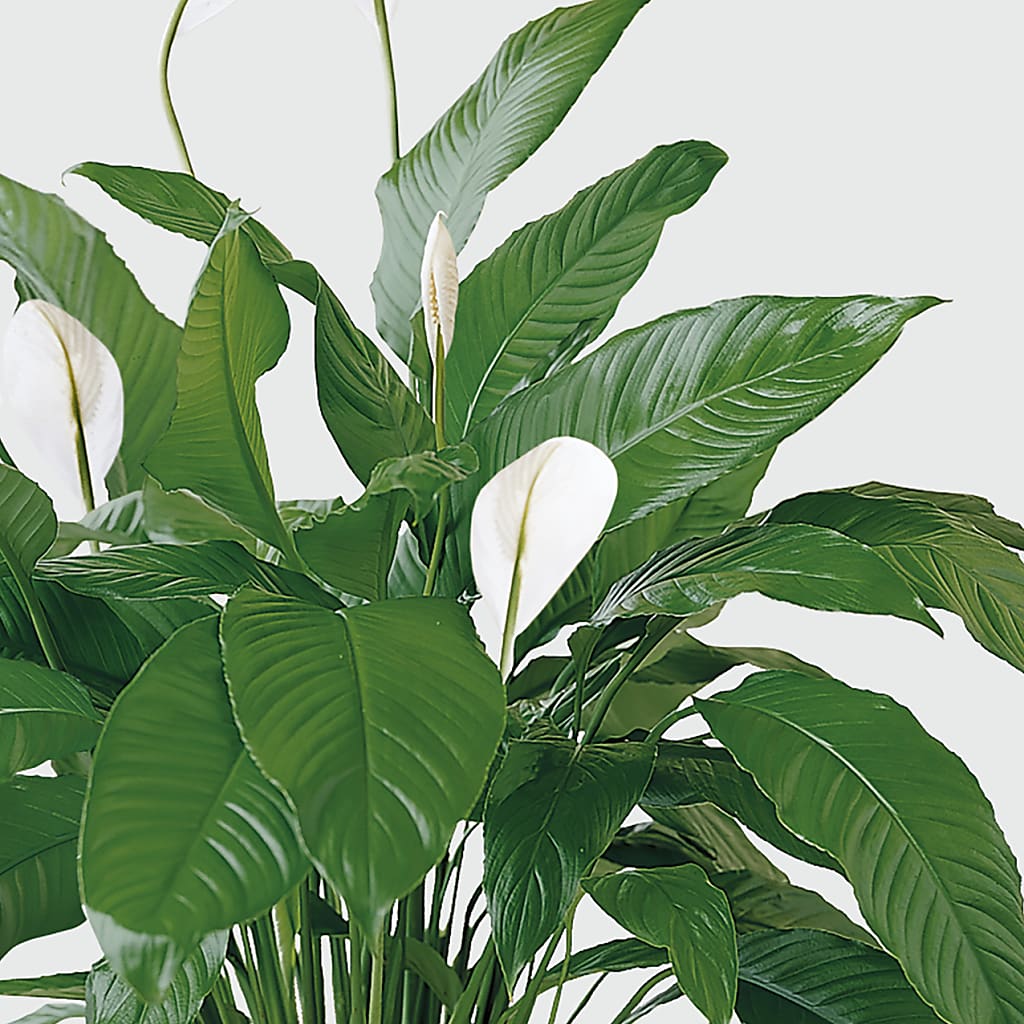 Tranquil Moments Peace Lily Plant – Bloom Boutique Ny, Lake Grove NY