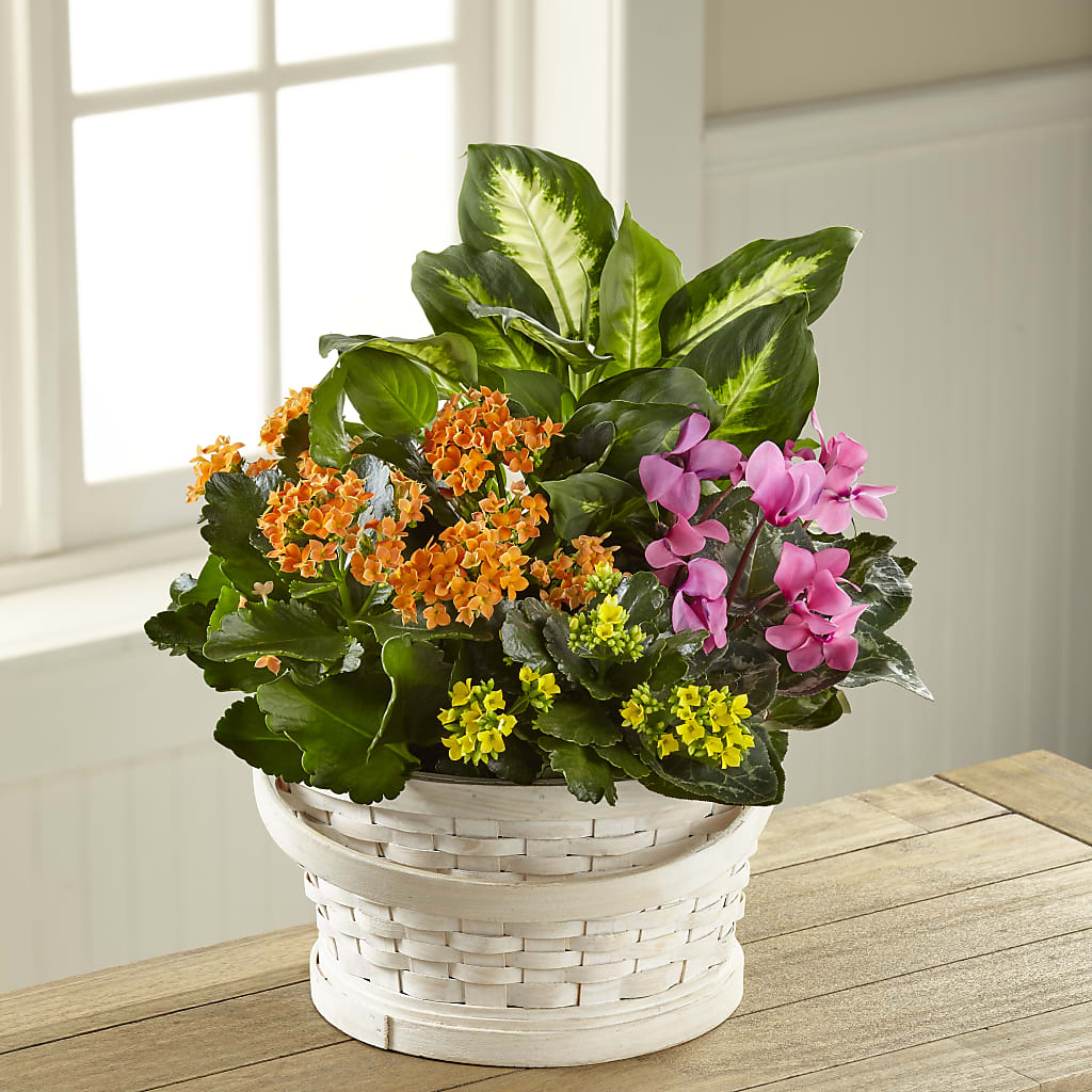 Color Crush Dishgarden – Bloom Boutique Ny, Lake Grove NY