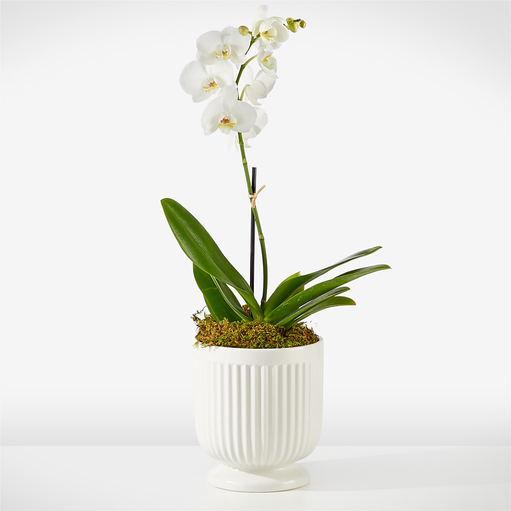 Whispering White Orchid – Bloom Boutique Ny, Lake Grove NY