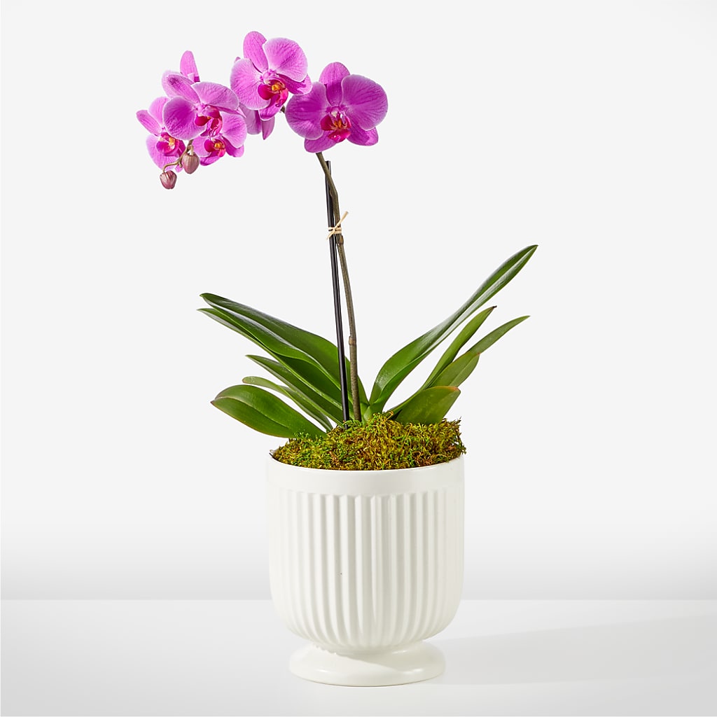 Friendly Fuchsia Orchid – Bloom Boutique Ny, Lake Grove NY