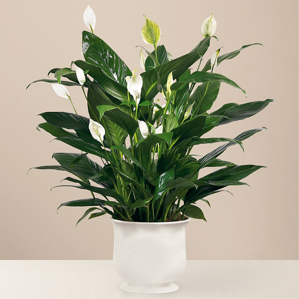 Comfort Planter – Bloom Boutique Ny, Lake Grove NY