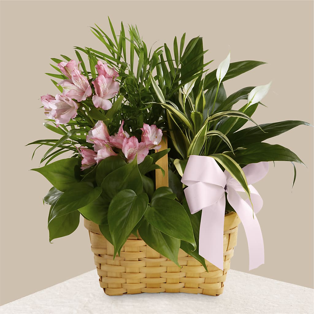 Living Spirit Dishgarden – Bloom Boutique Ny, Lake Grove NY