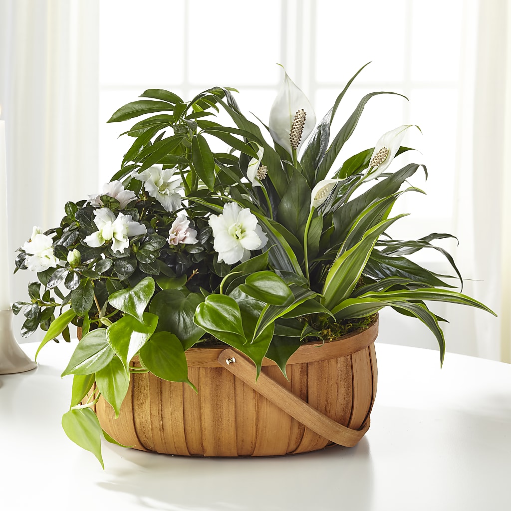 Serene Dishgarden – Bloom Boutique Ny, Lake Grove NY
