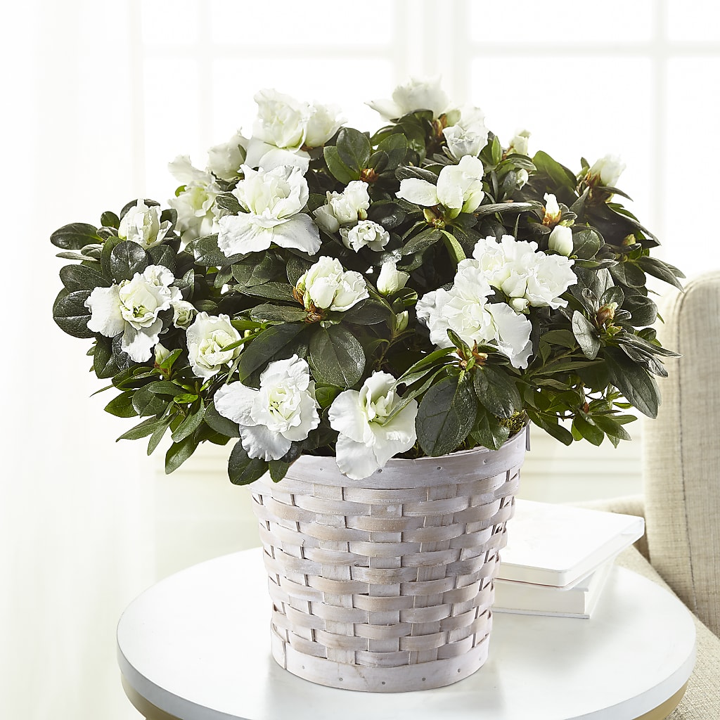 White Azalea Plant – Bloom Boutique Ny, Lake Grove NY
