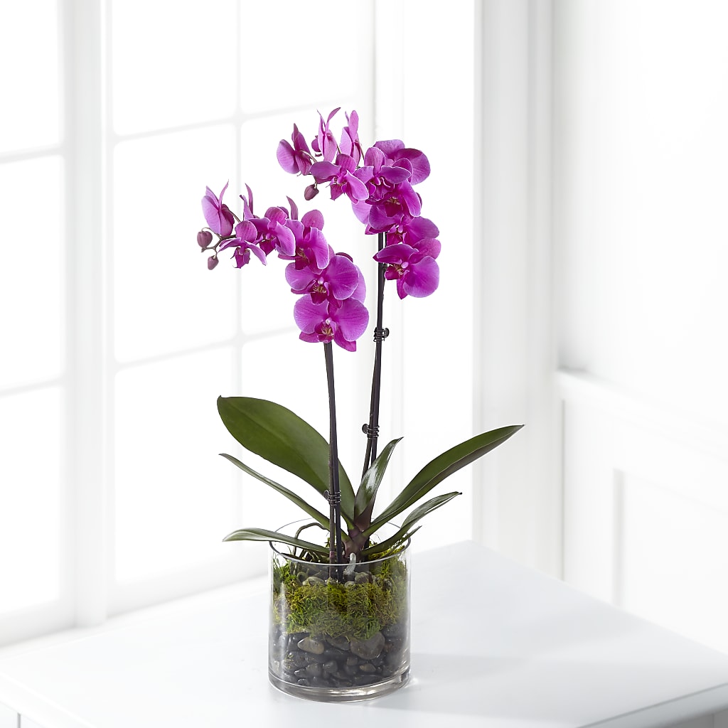 Pink Orchid Plant – Bloom Boutique Ny, Lake Grove NY