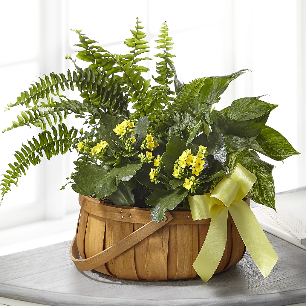 Always Dear Dishgarden – Bloom Boutique Ny, Lake Grove NY
