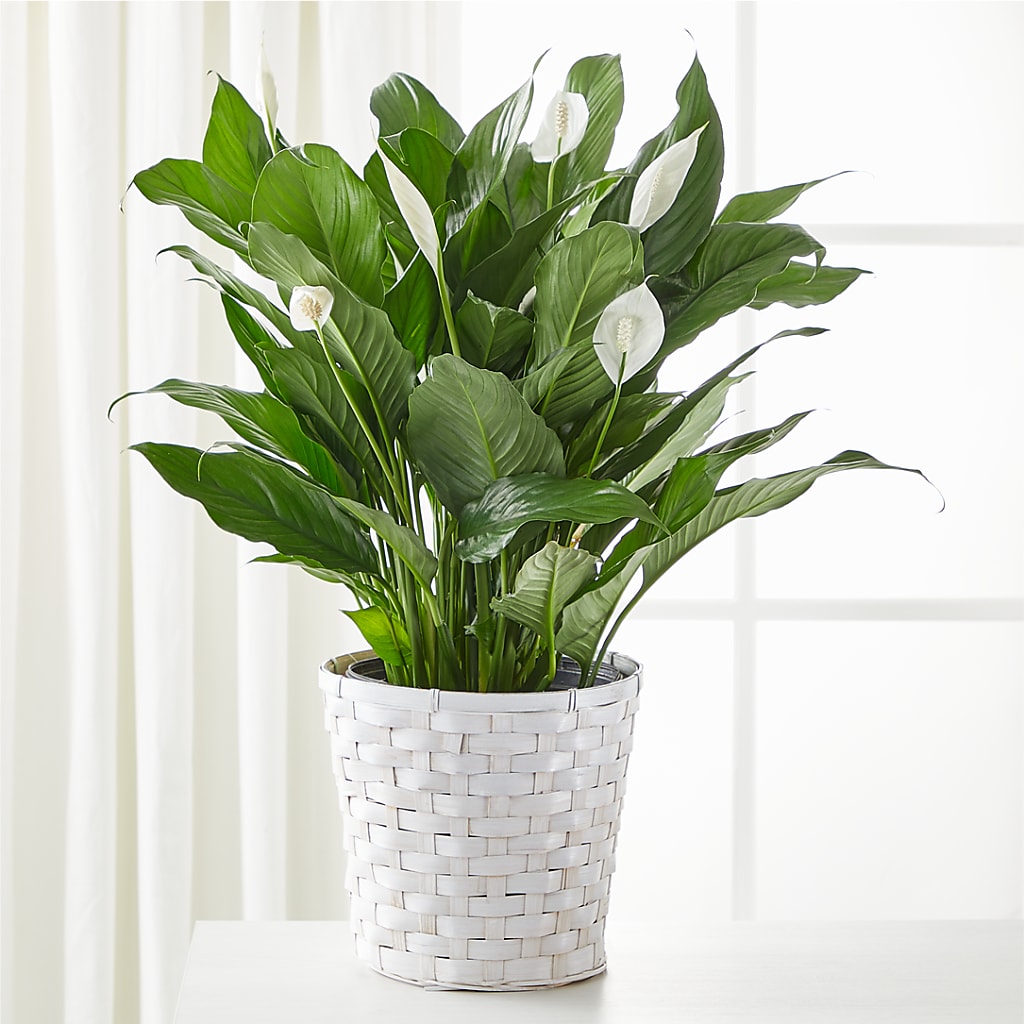 A New Leaf Peace Lily – Bloom Boutique Ny, Lake Grove NY