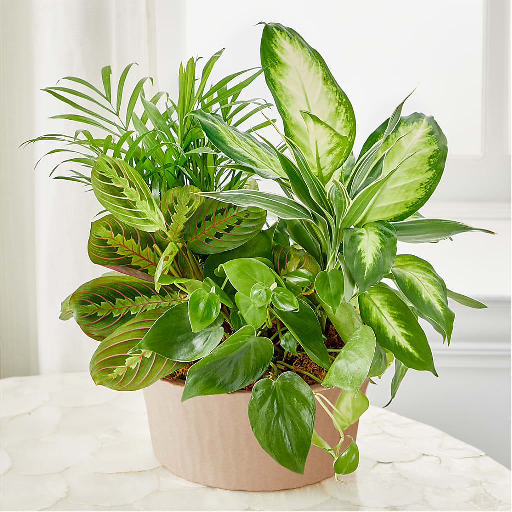 Balance & Harmony Dishgarden – Bloom Boutique Ny, Lake Grove NY