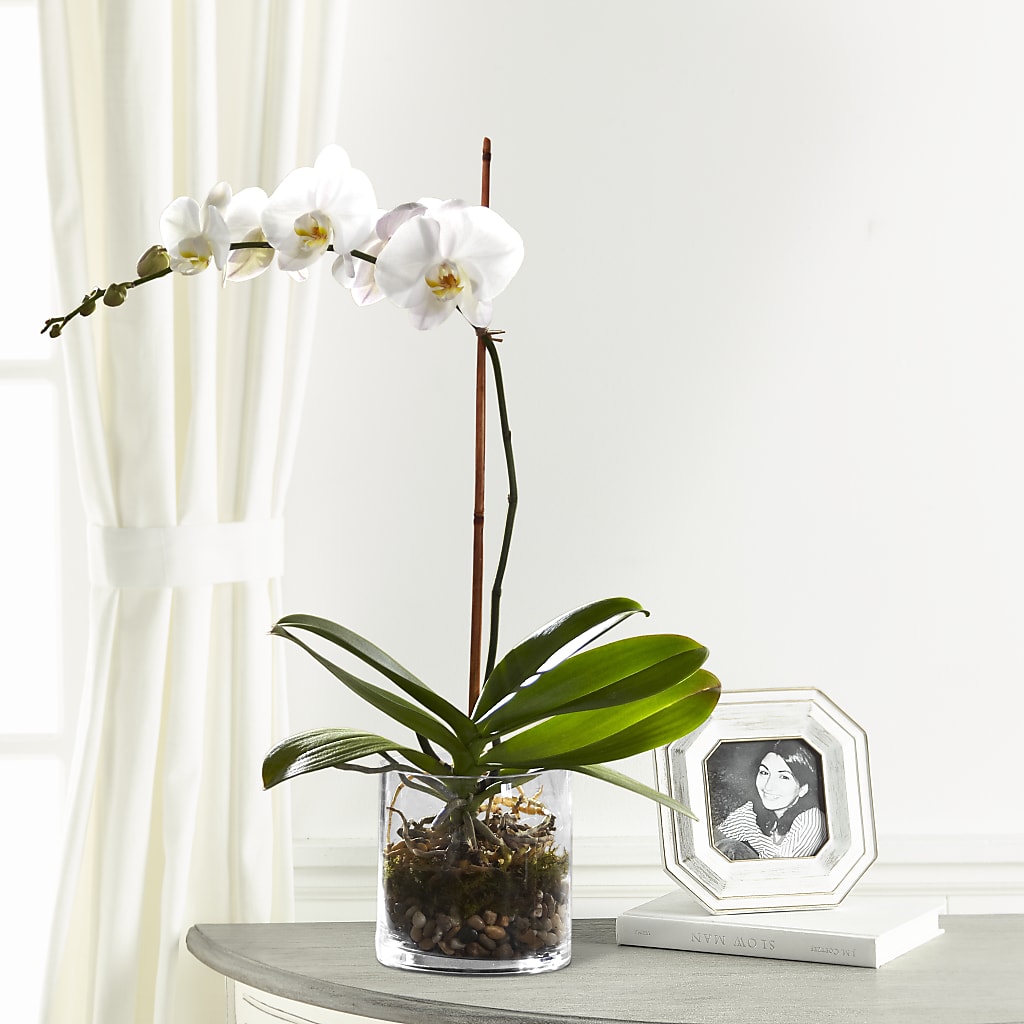 White Orchid Planter – Bloom Boutique Ny, Lake Grove NY