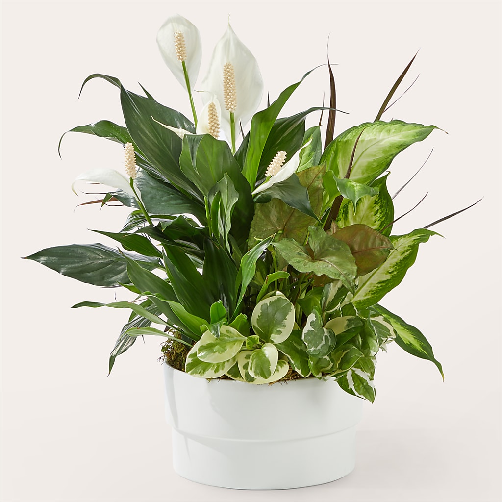 Radiating Positivity Dishgarden – Bloom Boutique Ny, Lake Grove NY