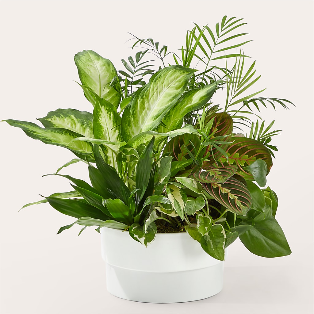 Radiating Positivity Dishgarden – Bloom Boutique Ny, Lake Grove NY