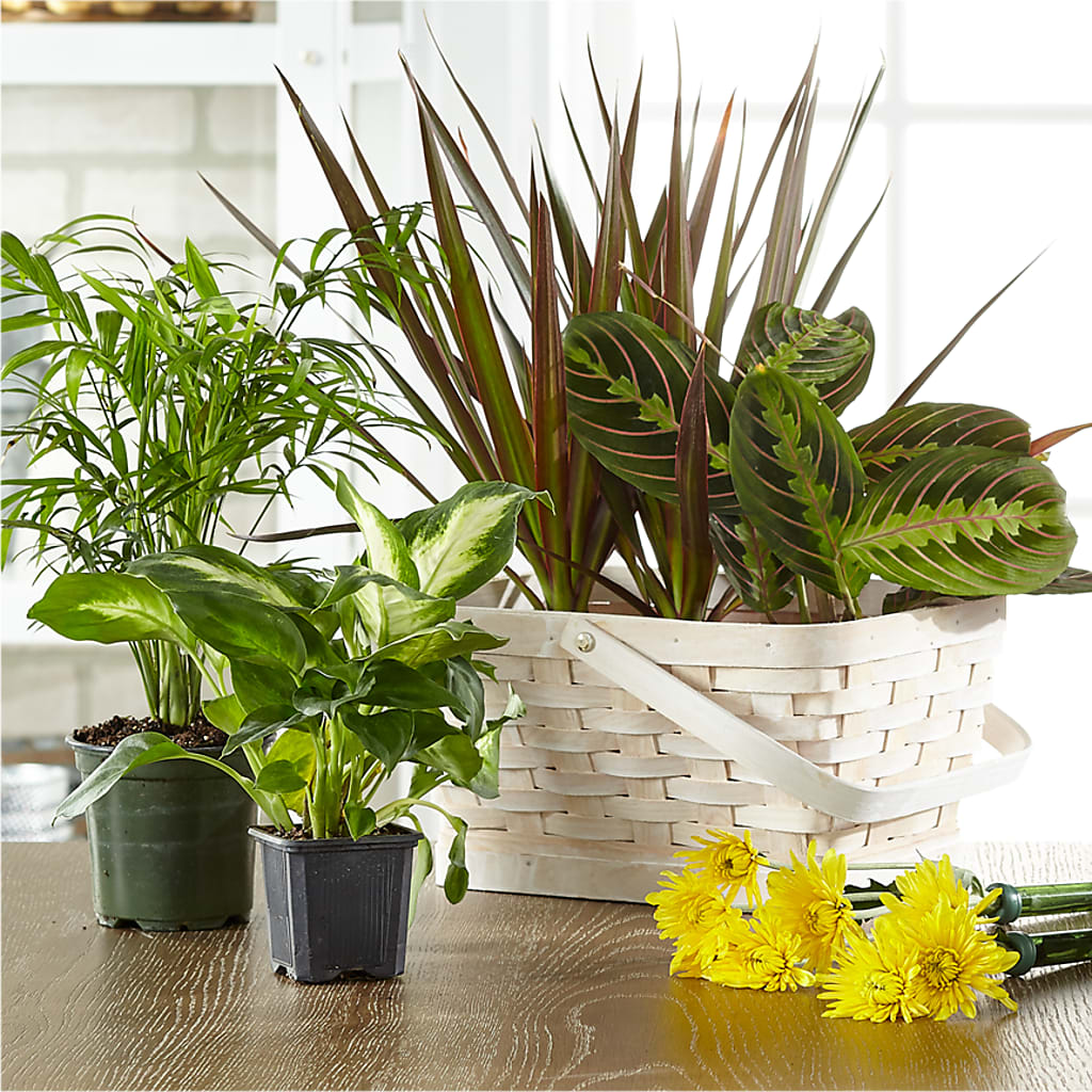 Florist Designed Blooming and Green Plants in a Basket –  Bloom Boutique Ny, Lake Grove NY
