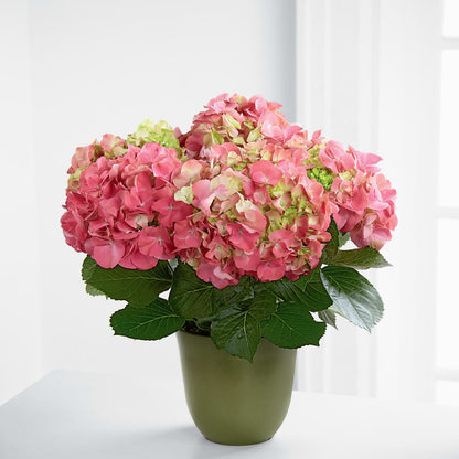 Pink Hydrangea Planter –  Bloom Boutique Ny, Lake Grove NY