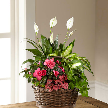 Dream in Pink Dishgarden –  Bloom Boutique Ny, Lake Grove NY