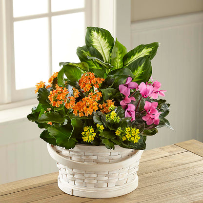 Color Crush Dishgarden –  Bloom Boutique Ny, Lake Grove NY