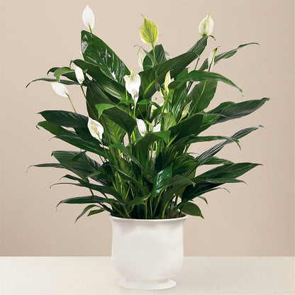 Comfort Planter –  Bloom Boutique Ny, Lake Grove NY
