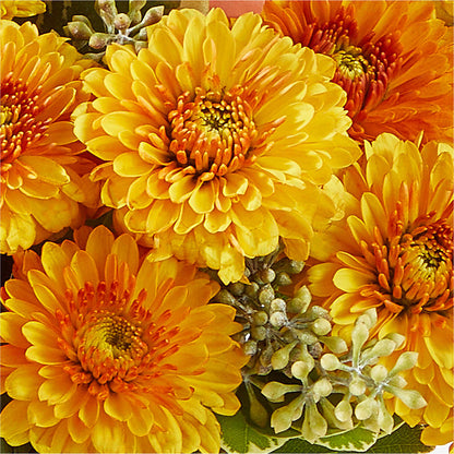 Peachy Pumpkin –  Bloom Boutique Ny, Lake Grove NY