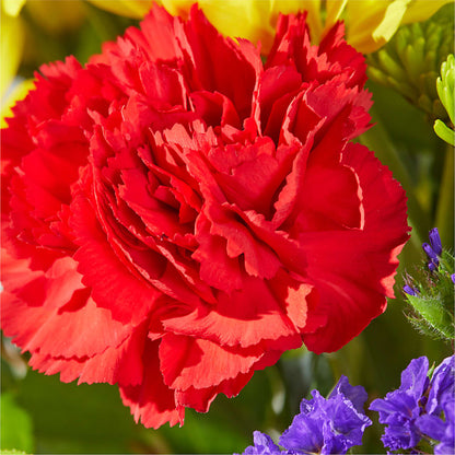 Brighter Days Bouquet –  Bloom Boutique Ny, Lake Grove NY
