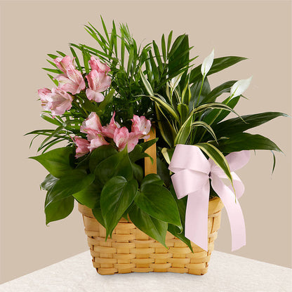 Living Spirit Dishgarden –  Bloom Boutique Ny, Lake Grove NY