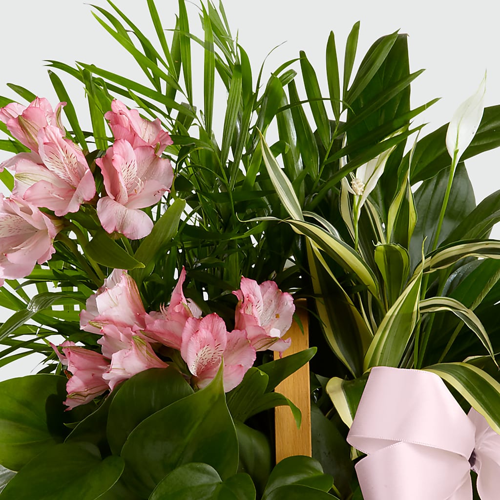 Living Spirit Dishgarden –  Bloom Boutique Ny, Lake Grove NY