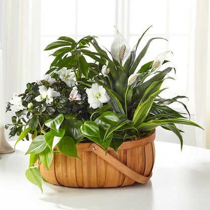 Serene Dishgarden –  Bloom Boutique Ny, Lake Grove NY