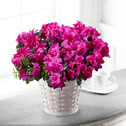 Hope & Serenity Azalea Plant –  Bloom Boutique Ny, Lake Grove NY