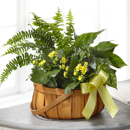 Always Dear Dishgarden –  Bloom Boutique Ny, Lake Grove NY