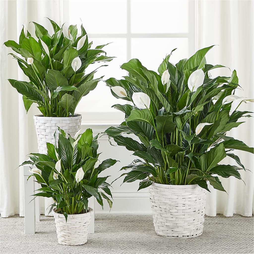 A New Leaf Peace Lily –  Bloom Boutique Ny, Lake Grove NY
