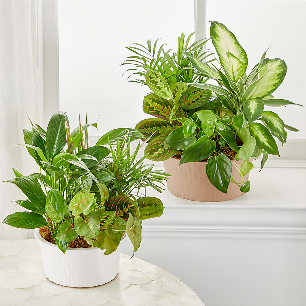 Balance & Harmony Dishgarden –  Bloom Boutique Ny, Lake Grove NY