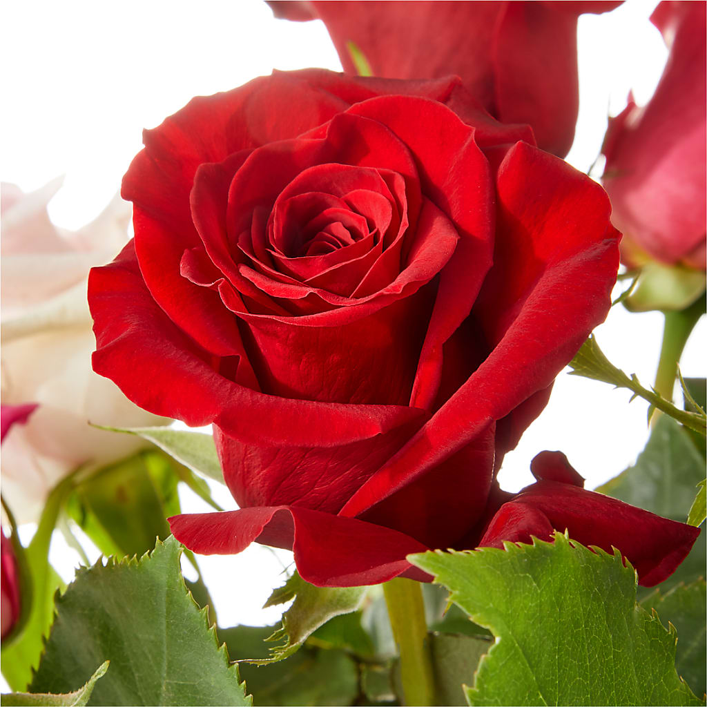 Love Notes Rose Bouquet –  Bloom Boutique Ny, Lake Grove NY